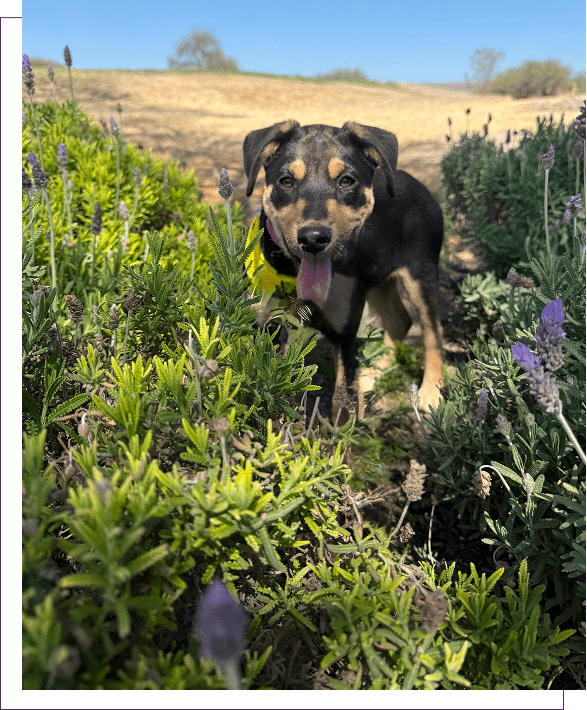 Group 1321317353 (1) Dogs Without Borders Foundation