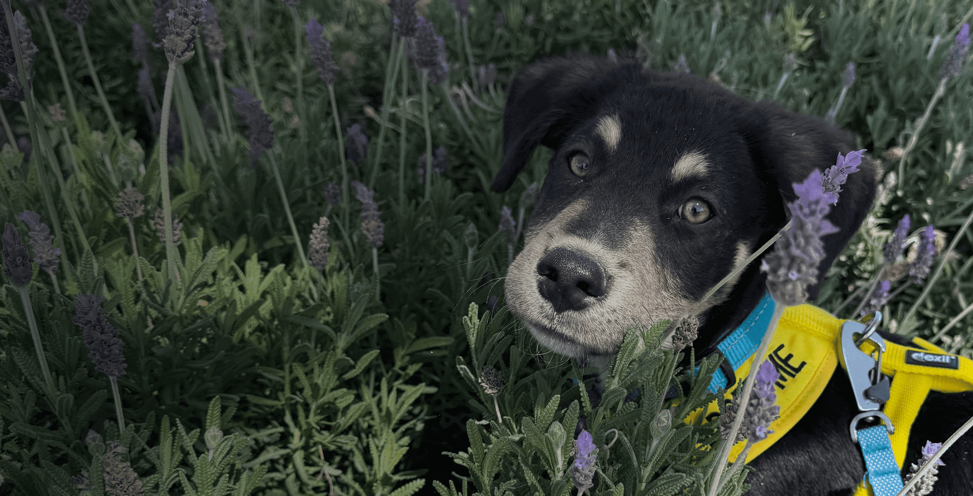 Worldwide Dogs Rescue Rescue Dogs | Dogs Without Borders Foundation
