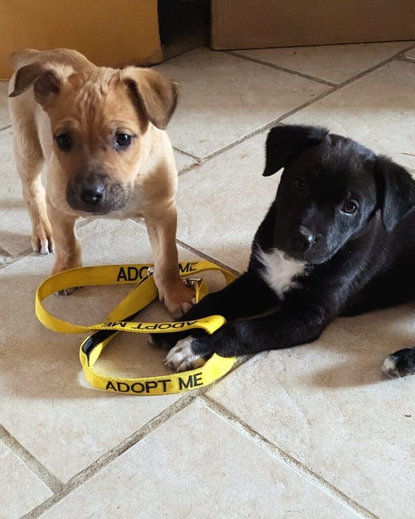 Two dogs playing with a leash on the floor.