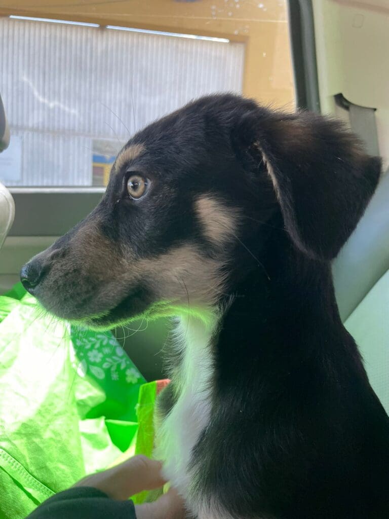 A dog is playing with a toy in the car.