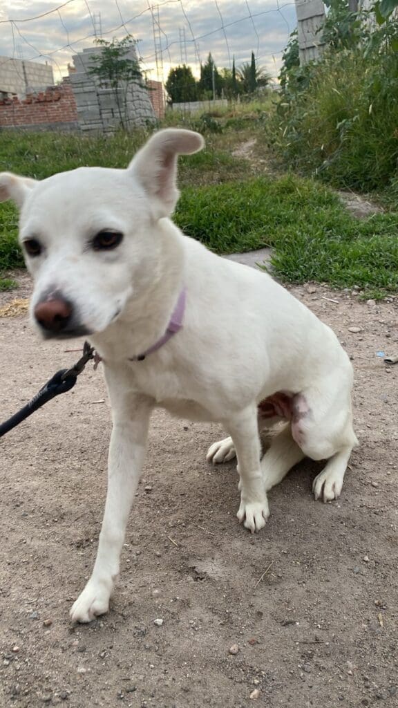 A white dog with a leash around its neck.