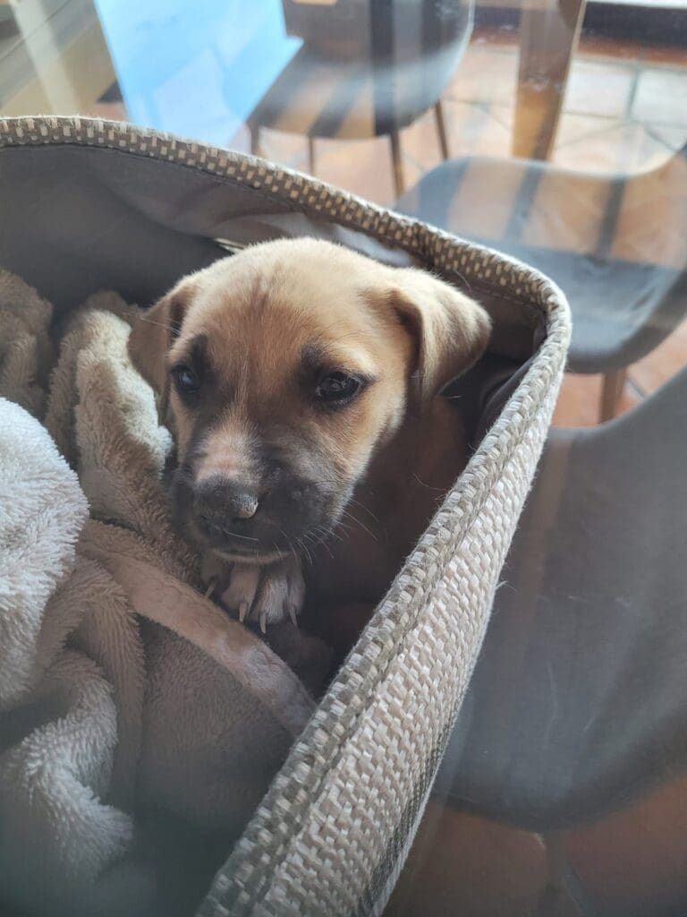 A dog is wrapped in blankets and sitting on the chair.