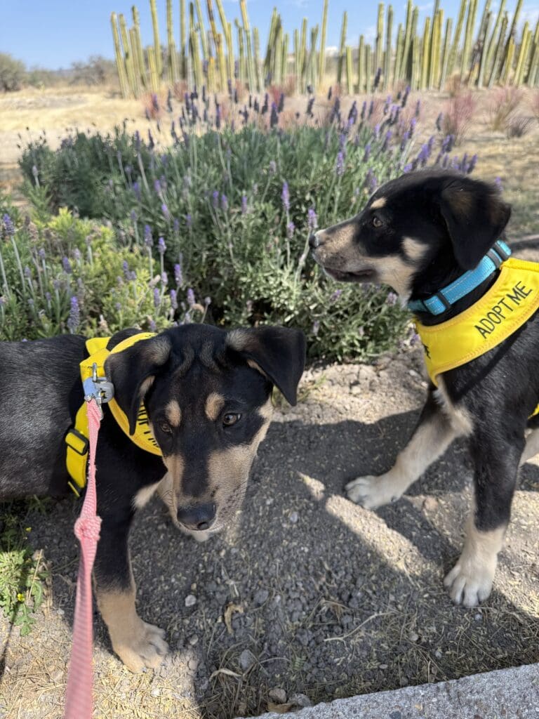 Two dogs in yellow vests on a leash.