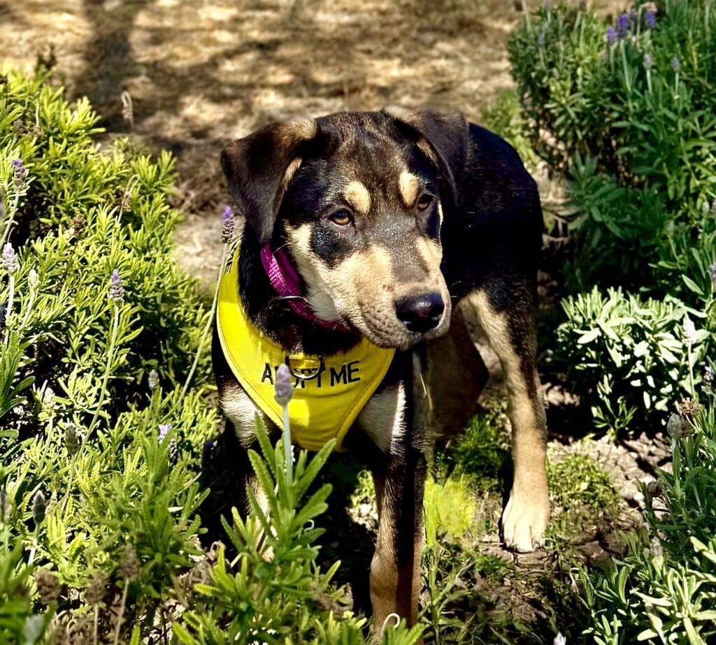 A dog with a yellow bandana in the grass.