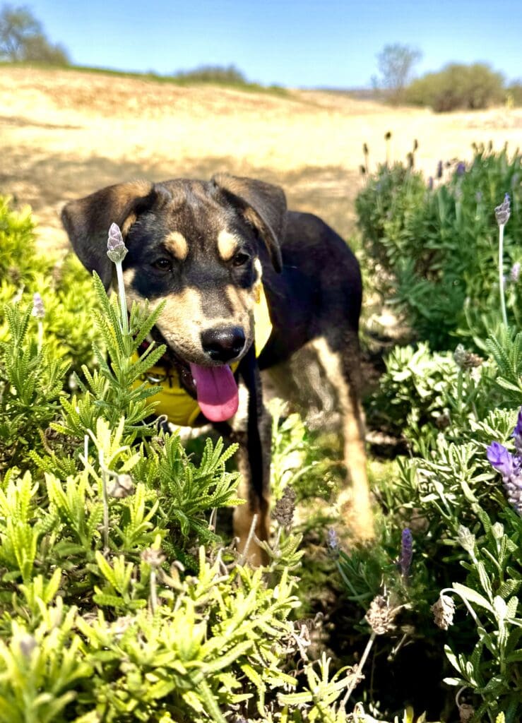 A dog is standing in the grass and flowers.