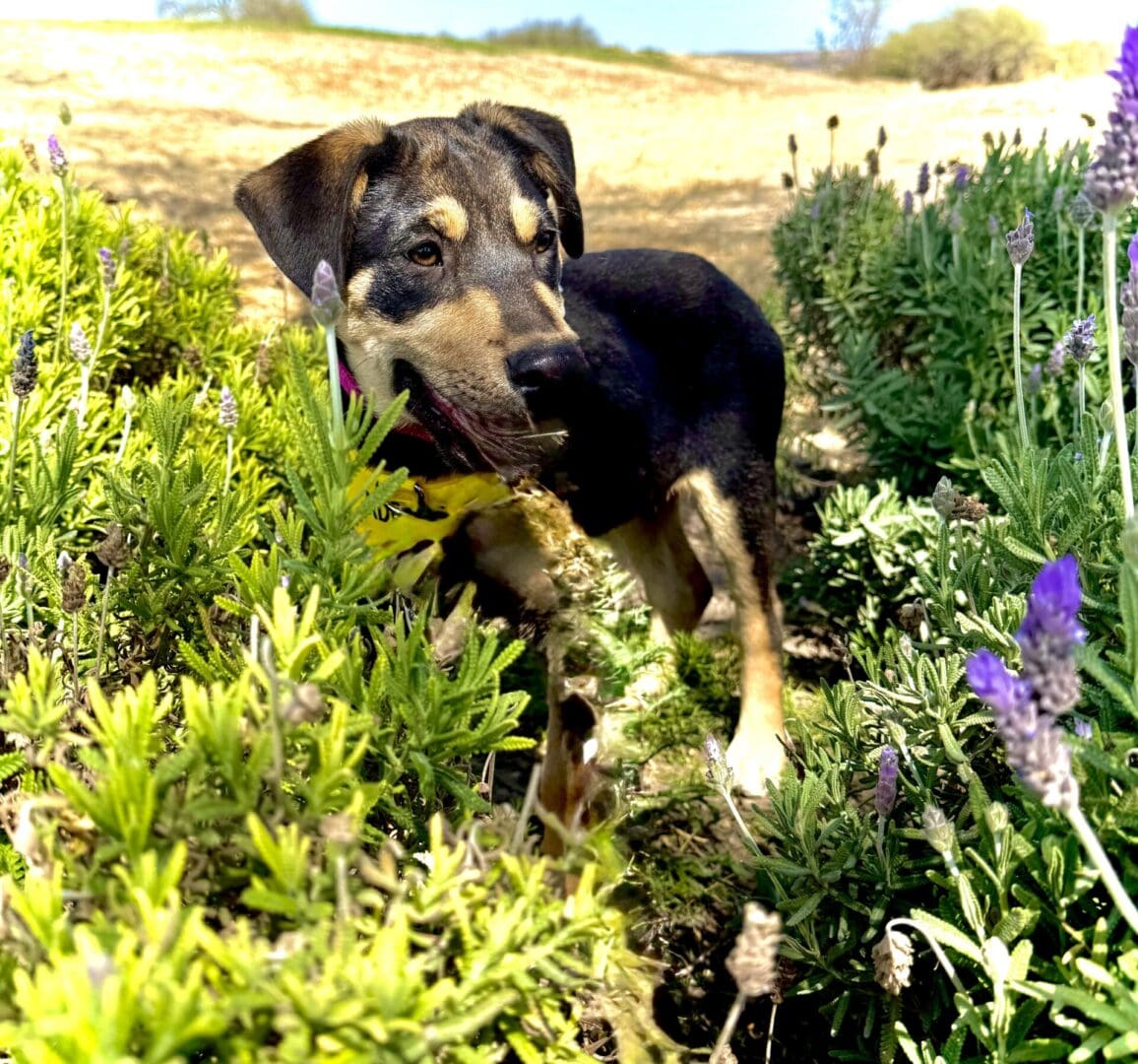 IMG_0357-1bd7e56 A dog is standing in the grass and flowers.