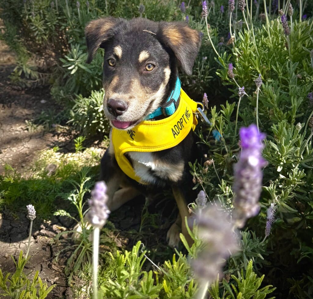 A dog in the grass with flowers behind it.