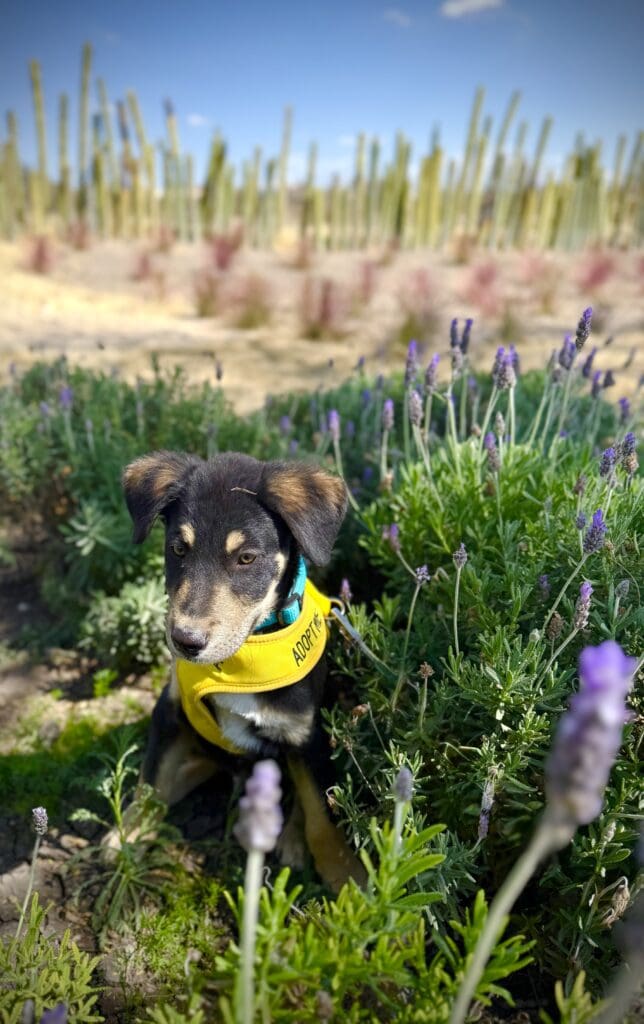 A dog with a yellow collar in the grass.