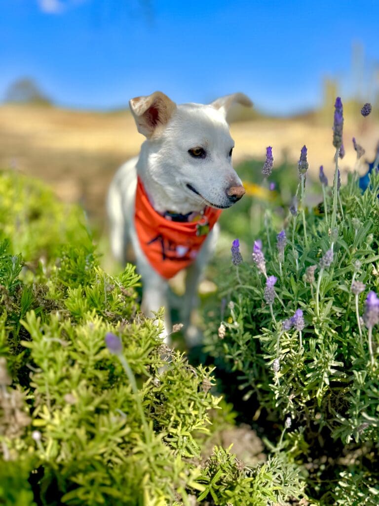 A dog in the middle of some flowers