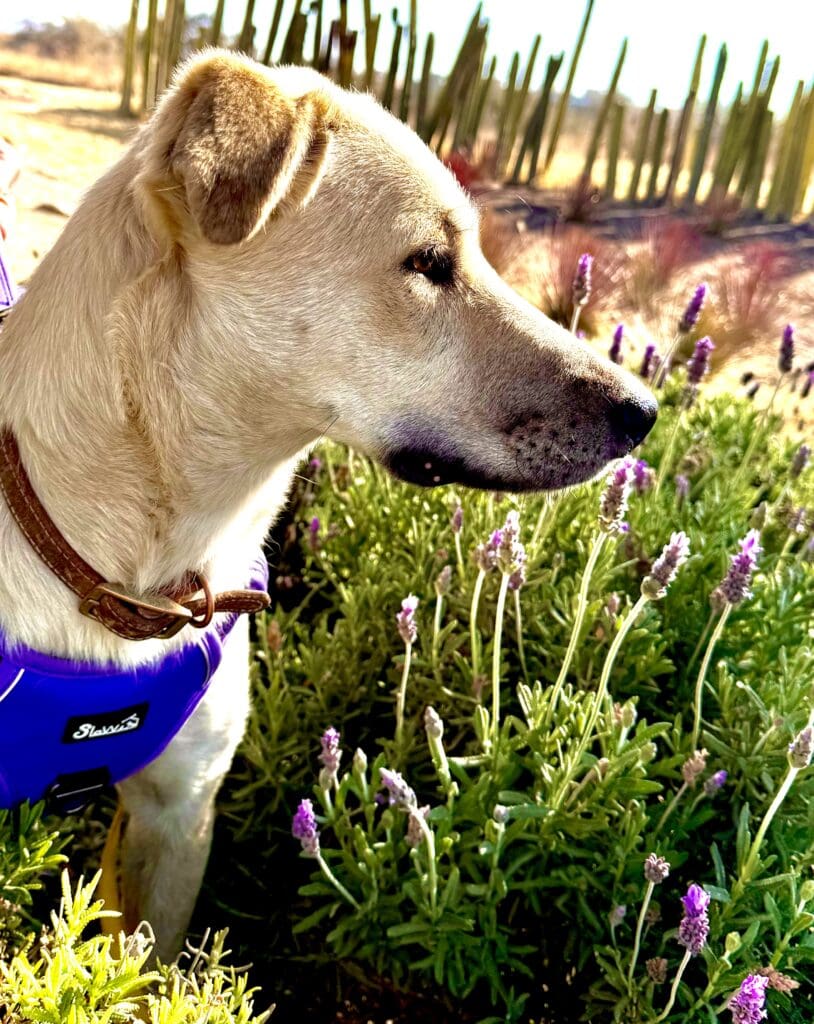 A dog in the grass with purple flowers.