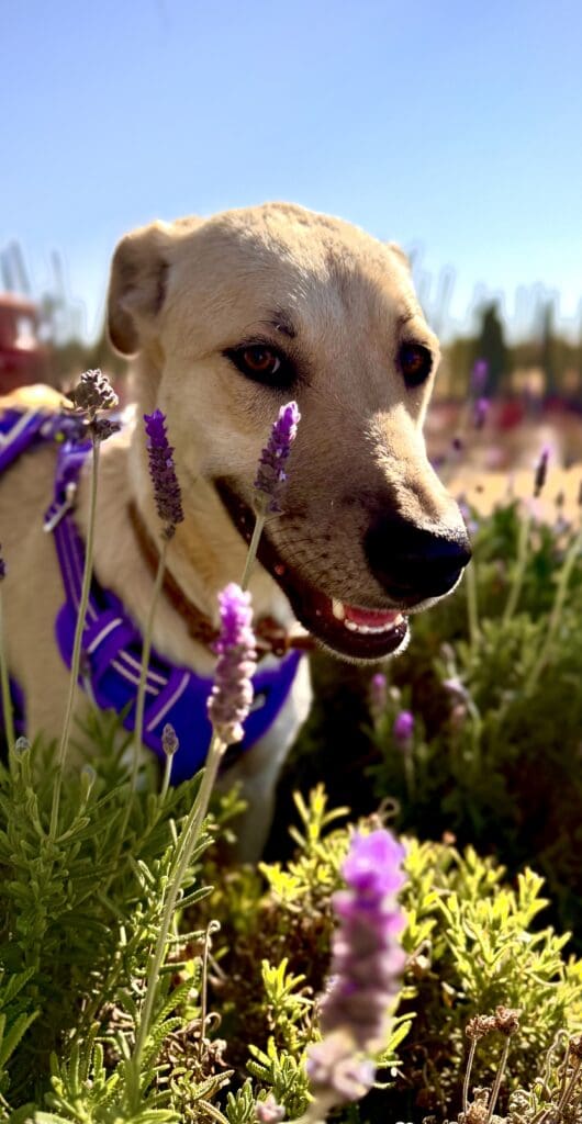 A dog with a purple collar in the grass.