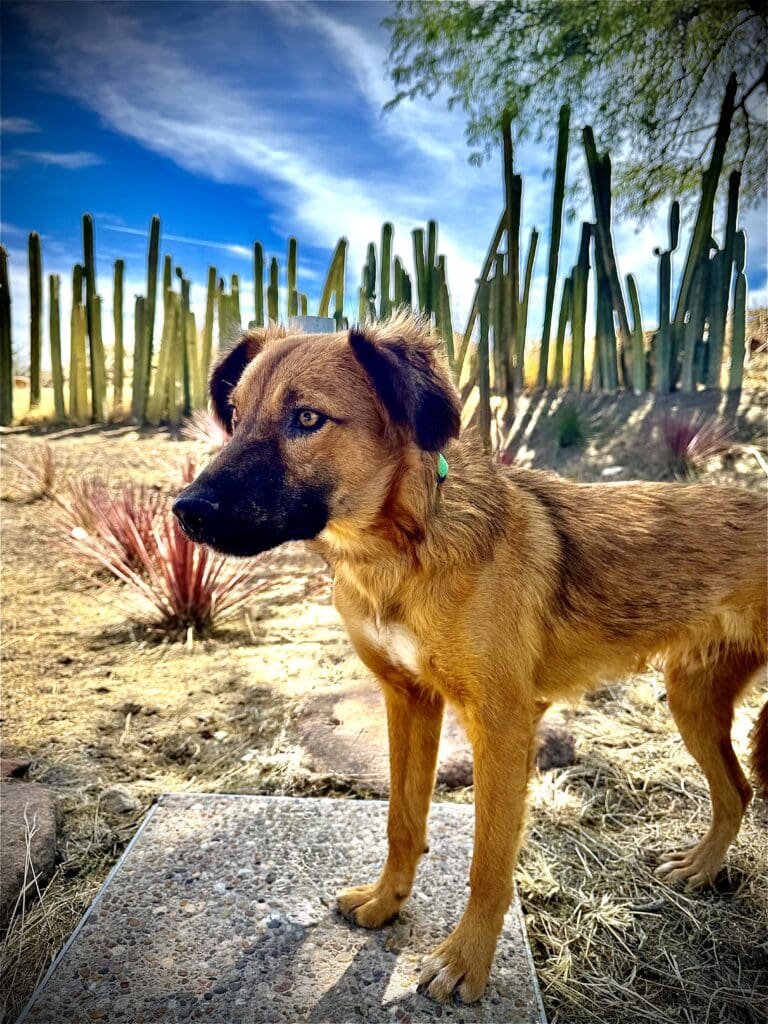 A dog standing in the middle of a desert.