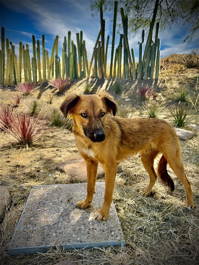 A dog standing on top of a rock in the desert.