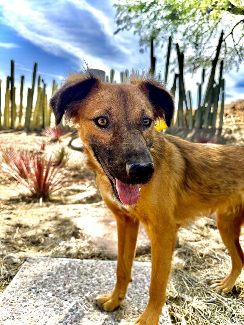IMG_1705-16a3092(1) A dog standing in the desert with cacti behind it.