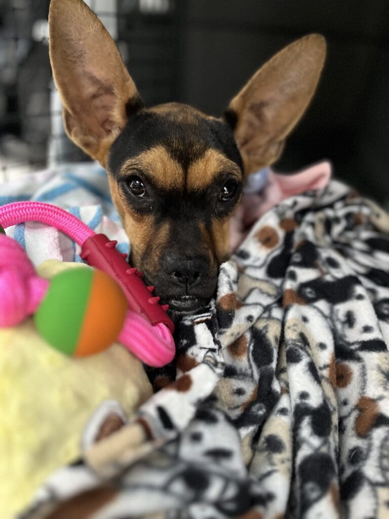 A dog with its head on top of a pile of toys.