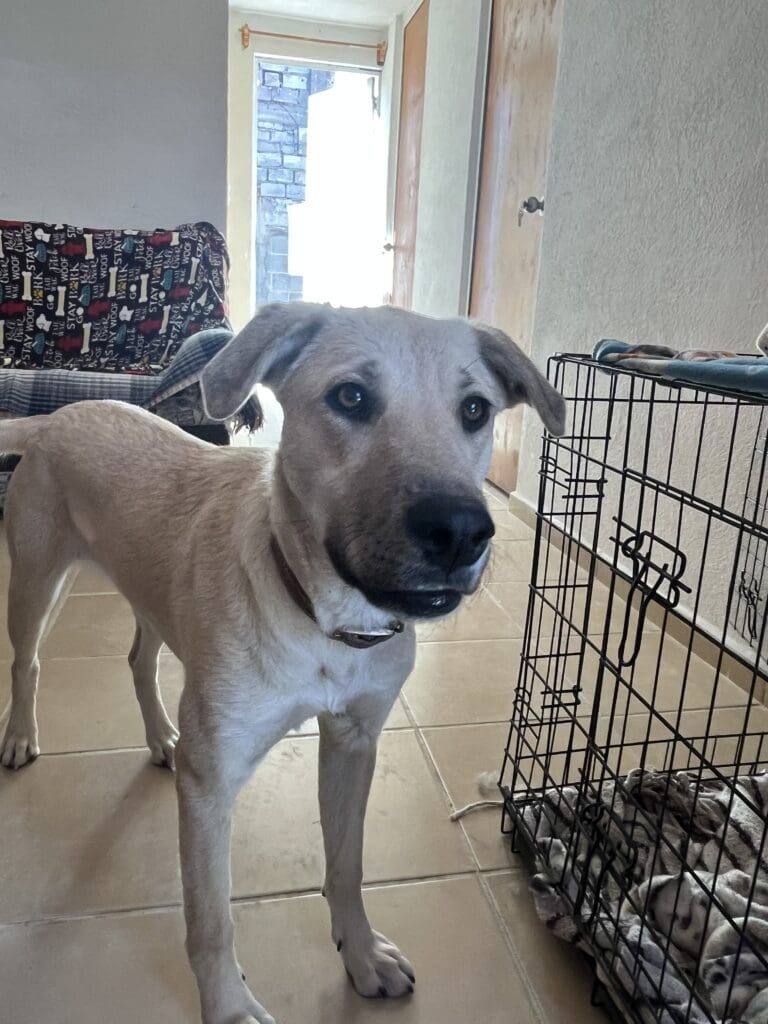 A dog standing in front of its cage.