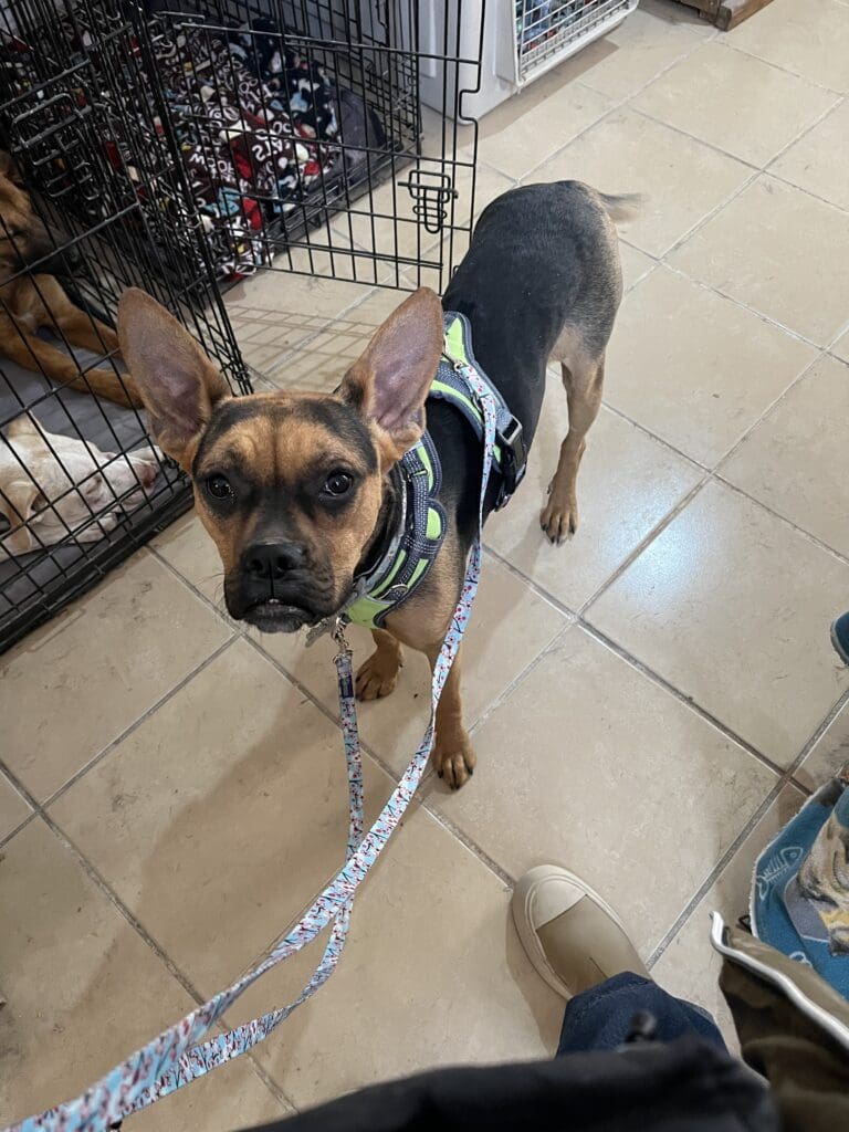 A dog wearing a harness and leash in the middle of a room.