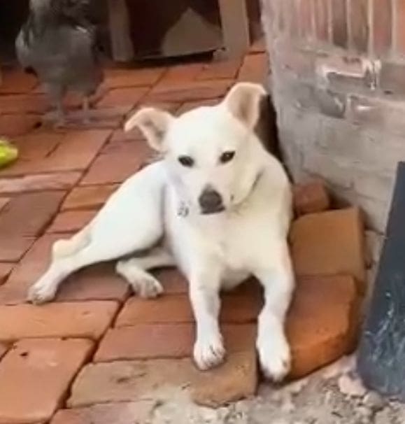 A white dog laying on the ground next to a brick wall.