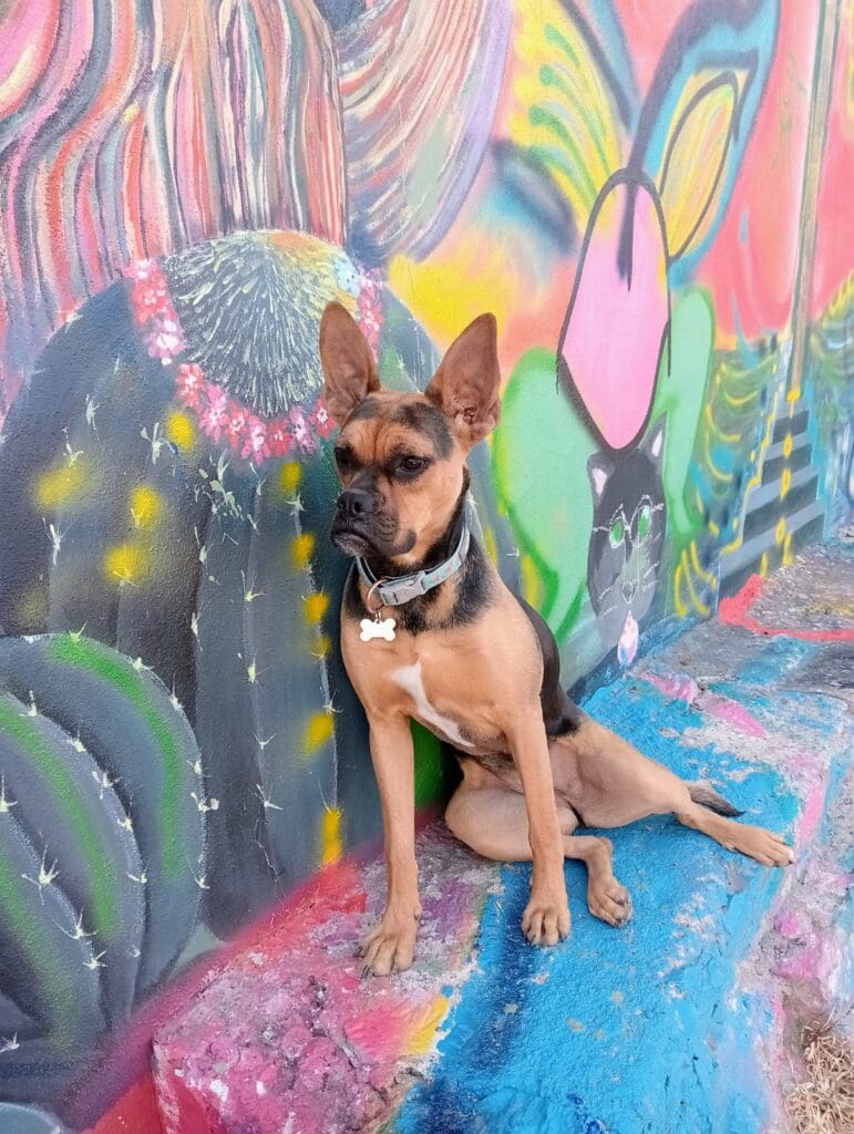 A dog sitting on the ground in front of a wall.