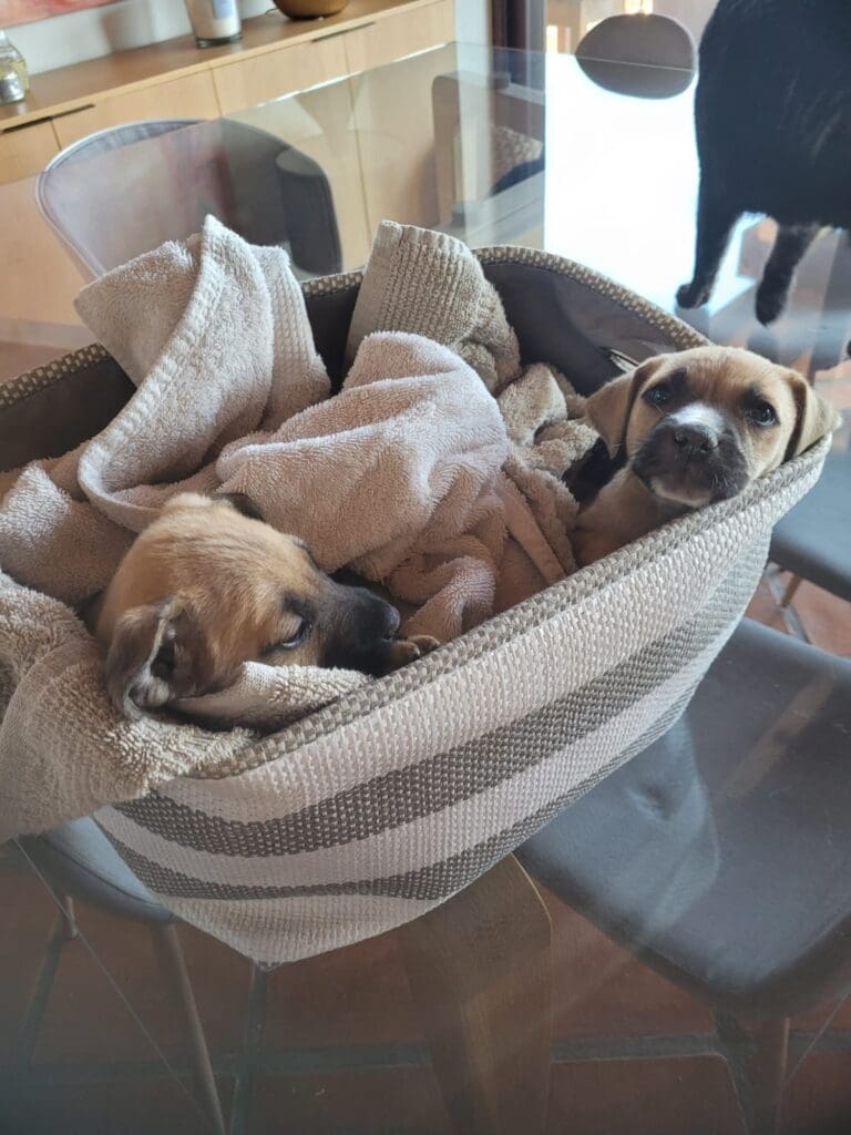 Two puppies in a basket with blankets on top of them.