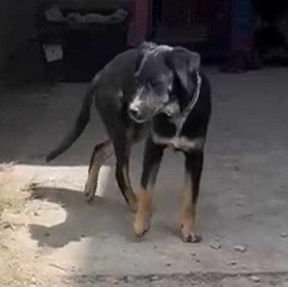 A dog walking on the ground in front of a building.
