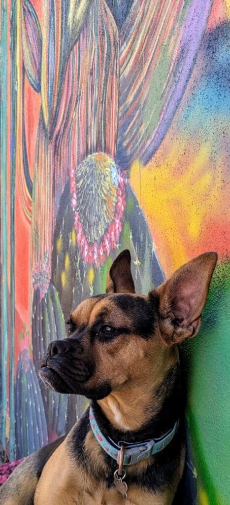 A dog with its ears hanging down looking up.