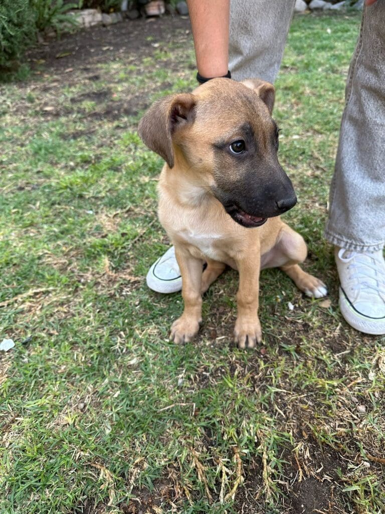 A dog sitting on the grass with its head turned to the side.