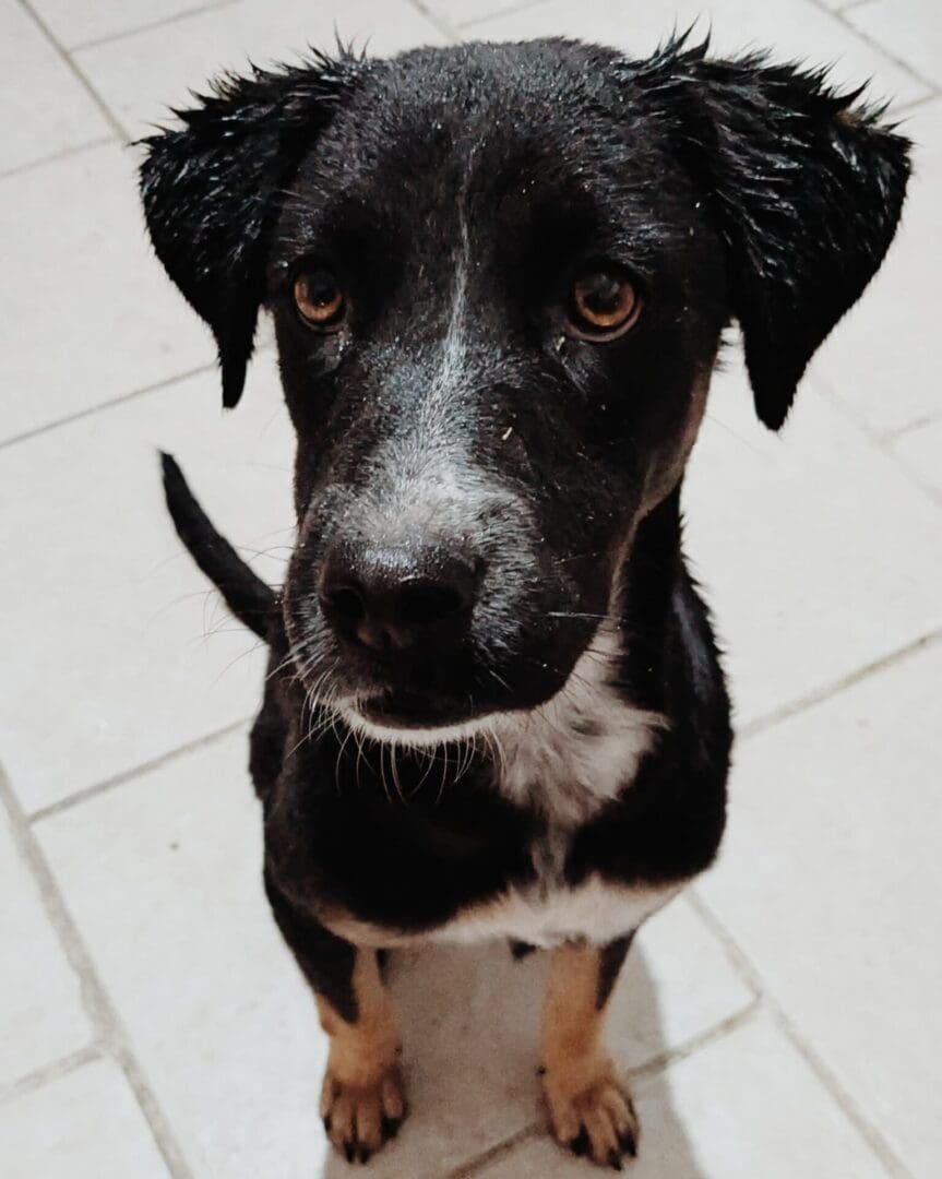 e28f9c95-c358-47d0-b5e0-f466d2c83315-b1e041c A black and white dog is looking up at the camera.