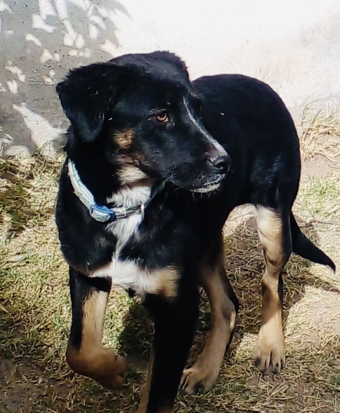 A black and brown dog standing in the grass.