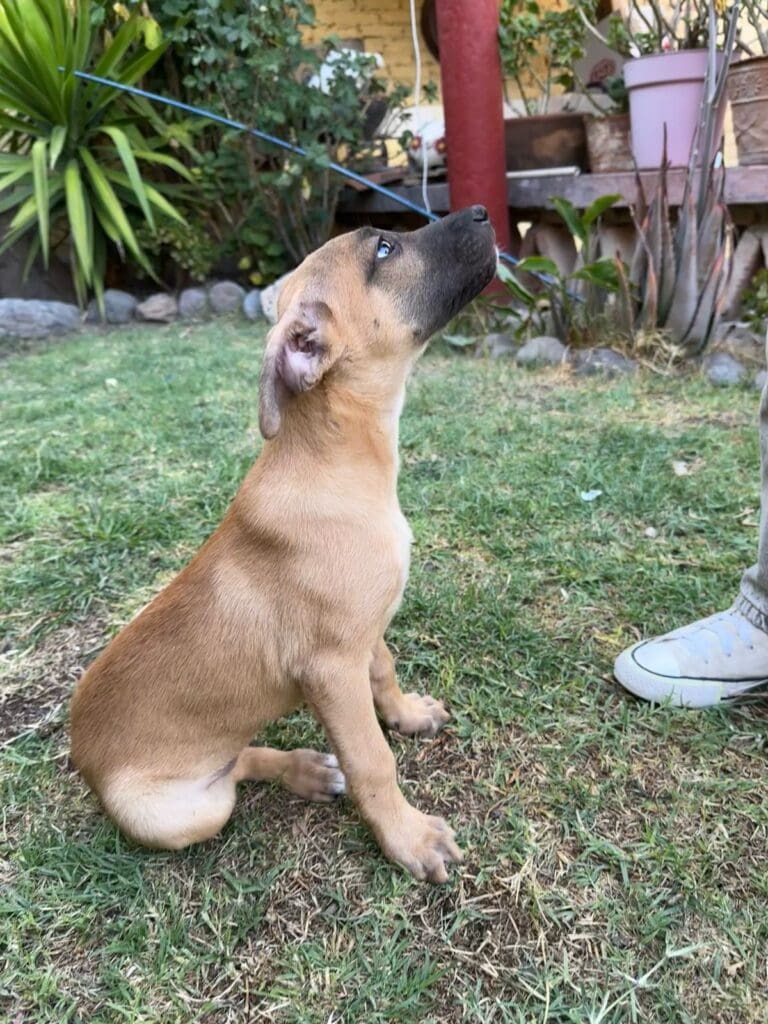A dog sitting on the grass with its mouth open.