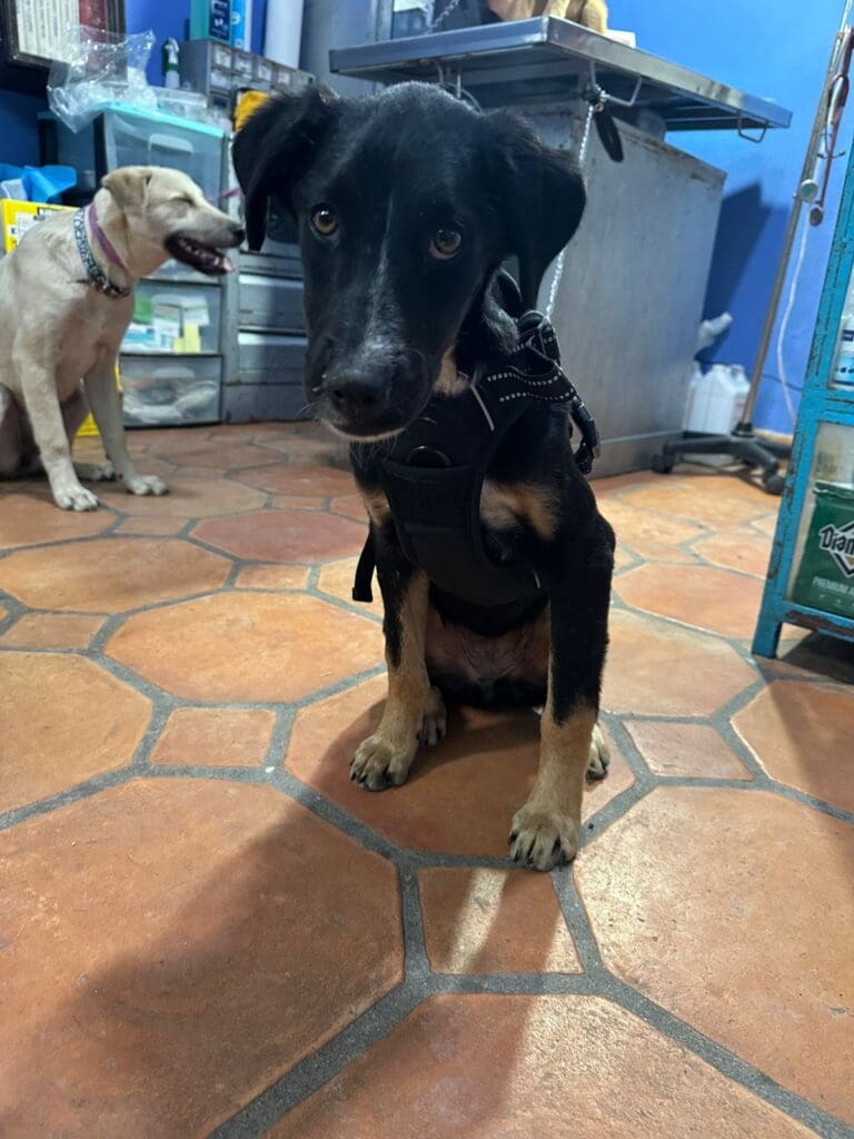 A dog sitting on the floor next to another dog.
