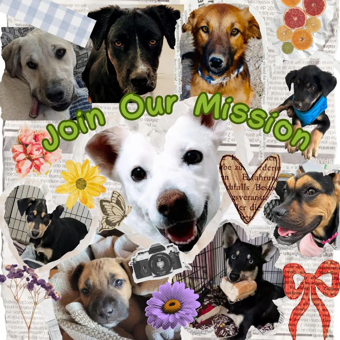 7f1fcd2a-0340-424d-8fa2-149deacecaf9 A collage of dogs and cats with the words " join our mission ".