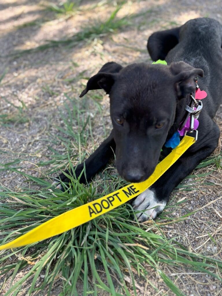 A dog with a leash around its neck.