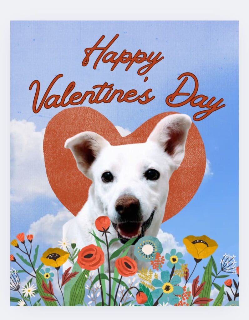A white dog with flowers and a heart.