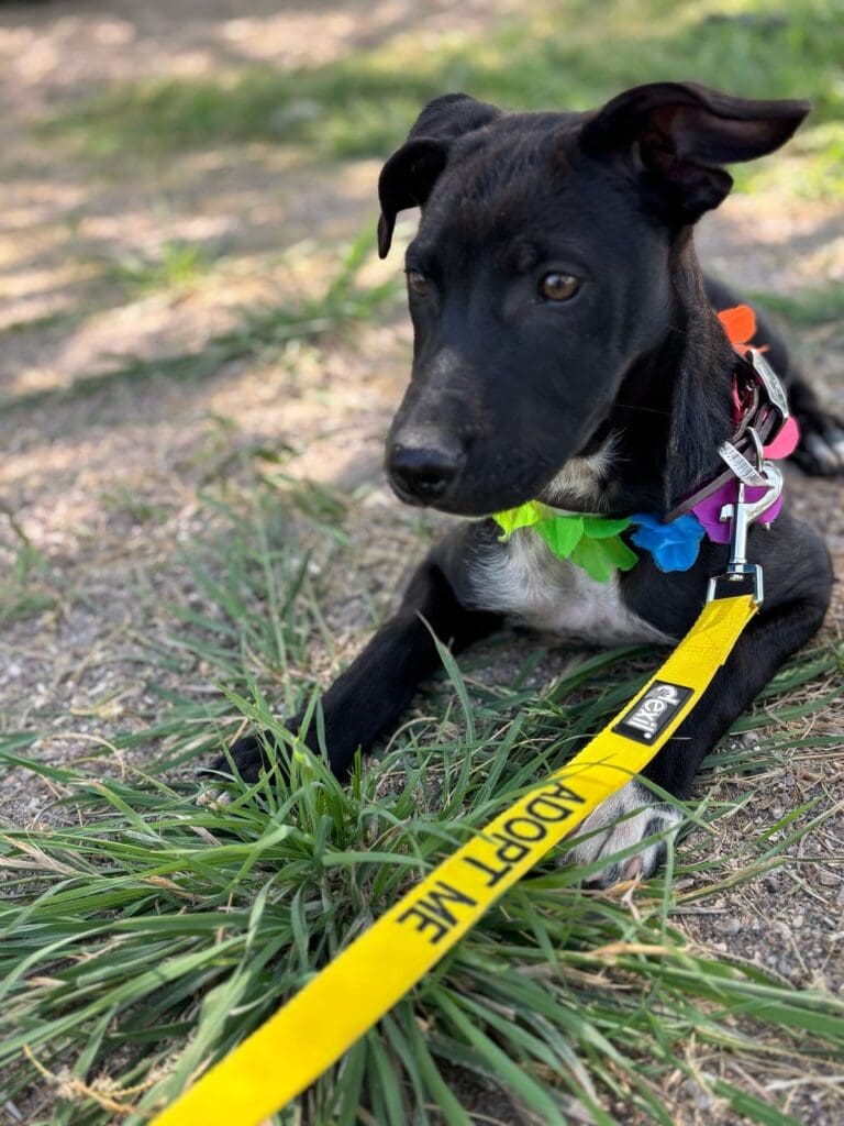 A black dog laying on the ground with its head down.