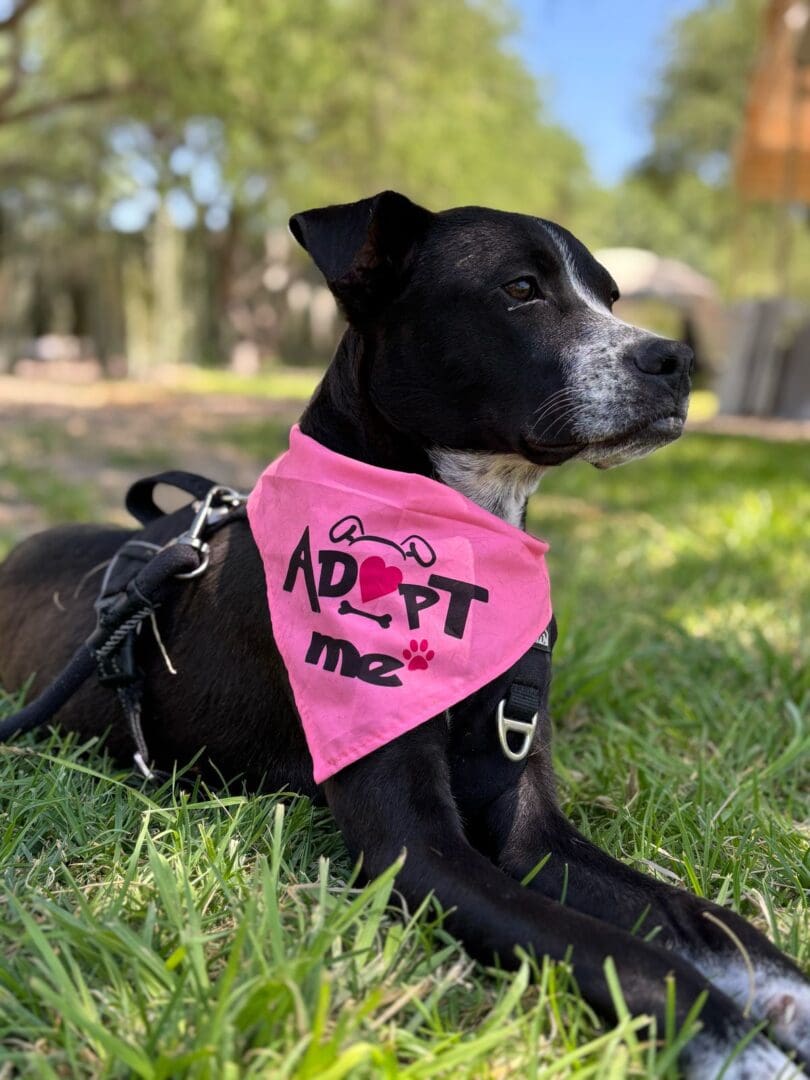 681b8f8a4c24f_image0 (76b694c9-3830-462f-8429-f8110b8b4866) A dog that is laying down in the grass.
