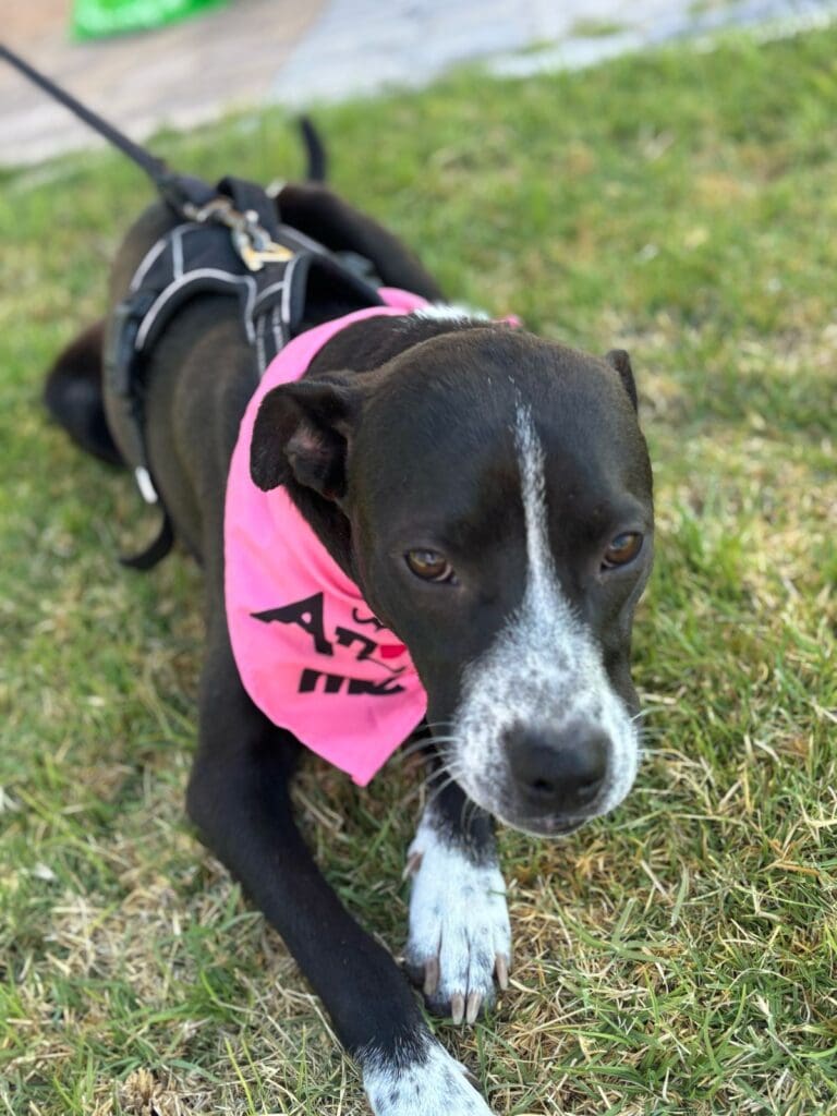 A black and white dog with pink bandanna.