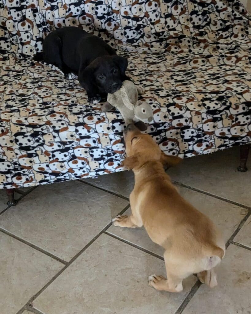 Two dogs are playing with each other on a couch.