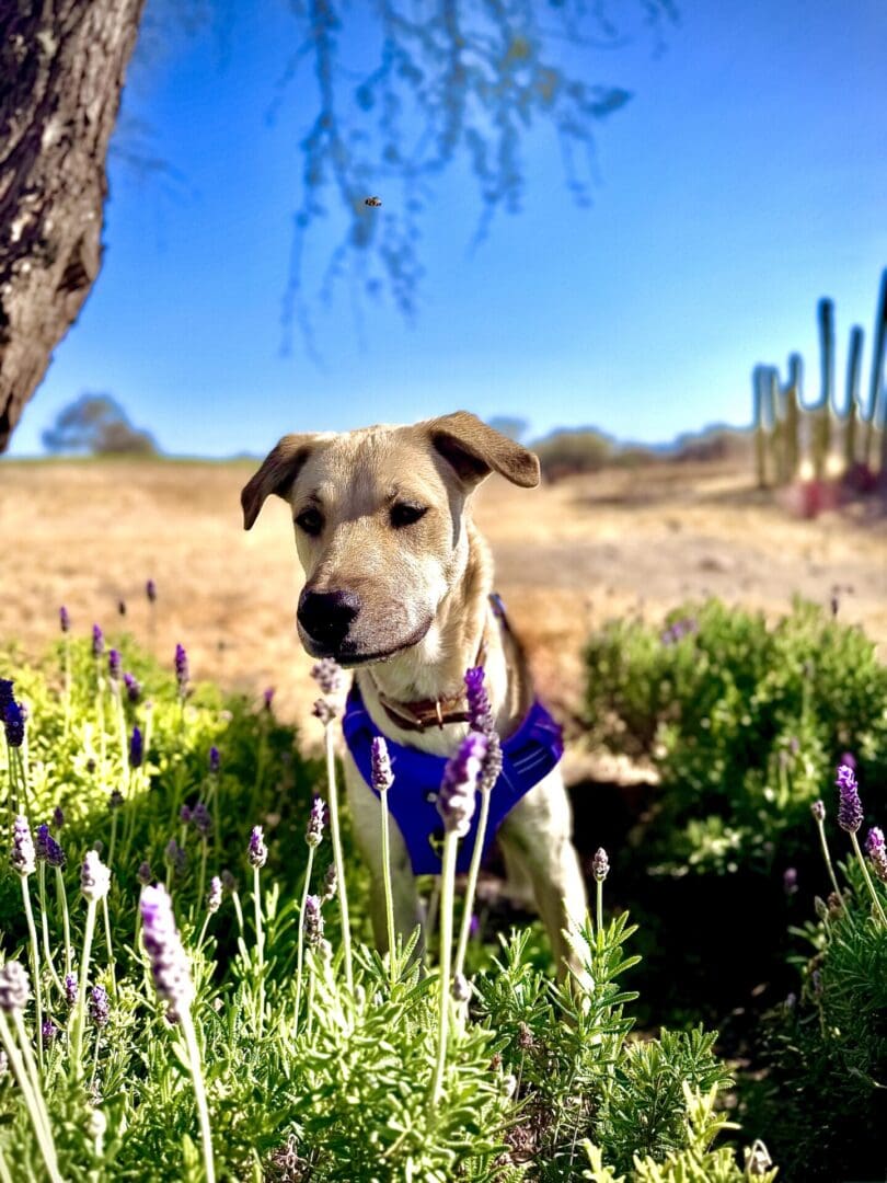 IMG_0488-18f5596 A dog in the grass with flowers around him.