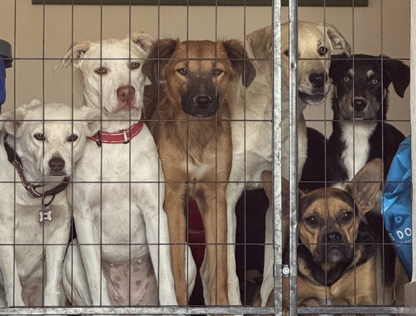 IMG_1678-49d1c57 A group of dogs in a cage looking at the camera.
