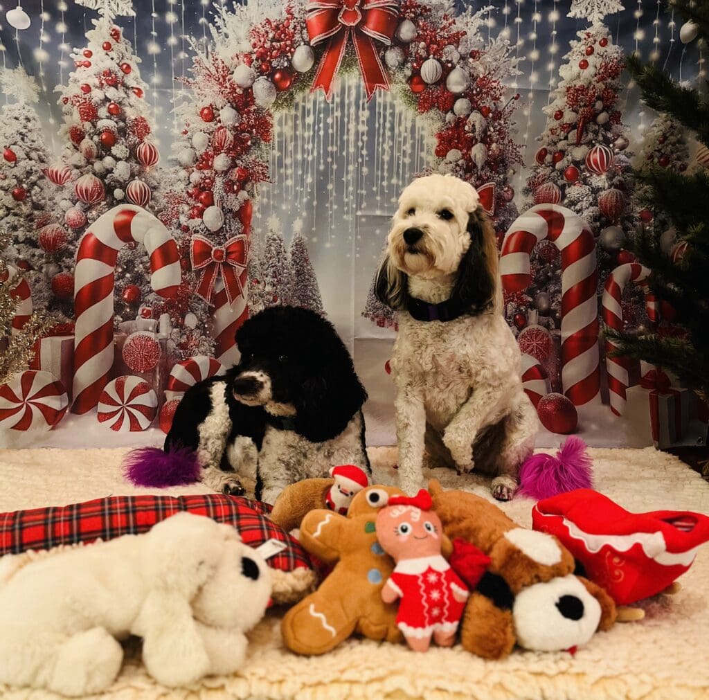 A group of dogs sitting on top of a bed.