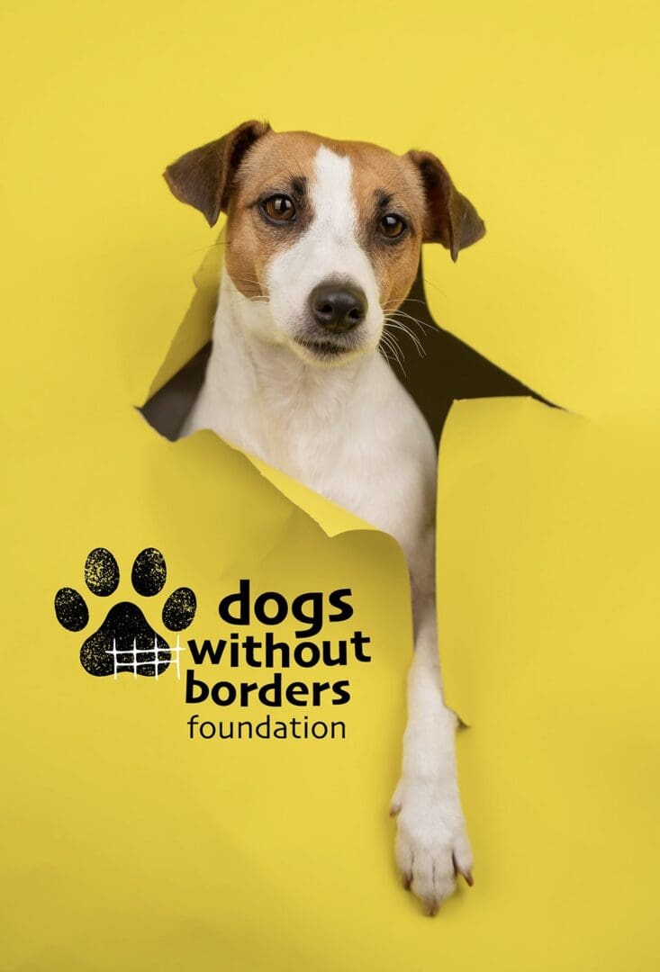 A dog is peeking out of the yellow paper.