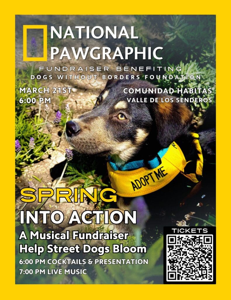 A dog wearing a yellow vest on top of the cover page of national pawgraphic magazine.