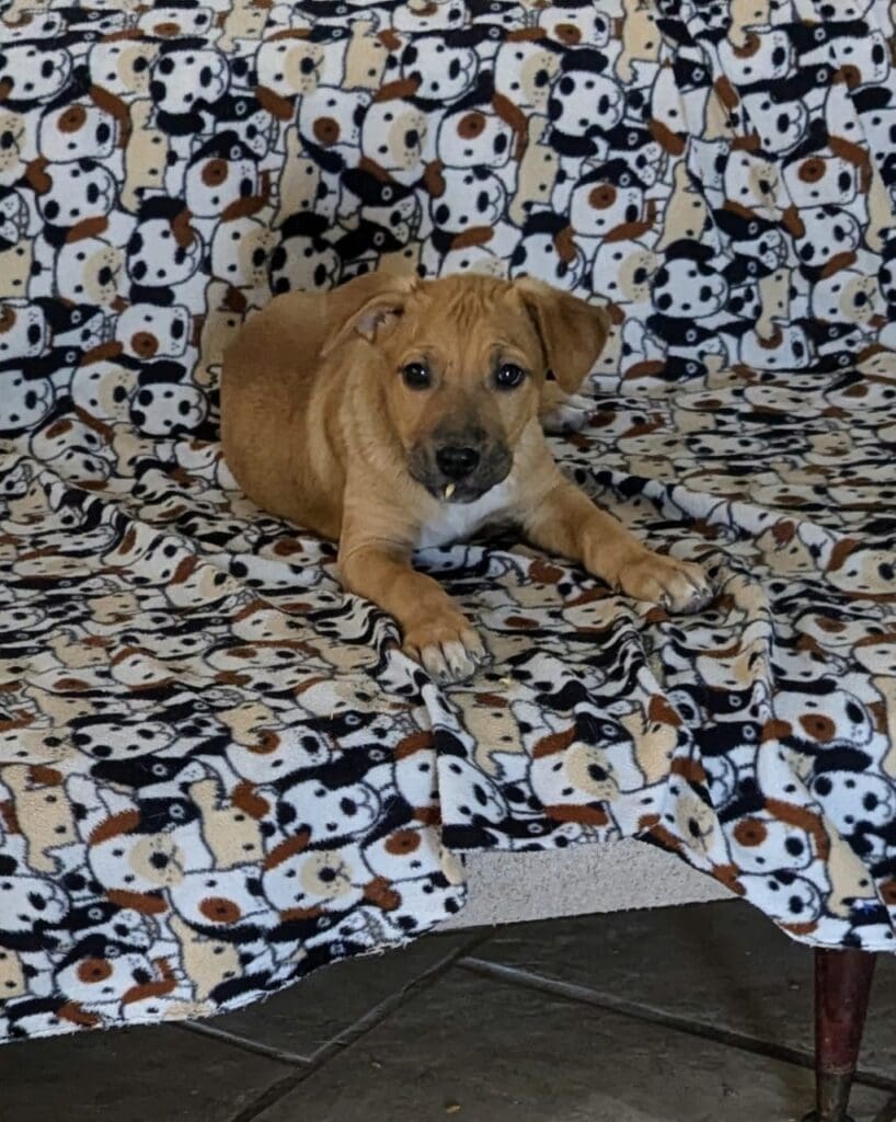 A dog laying on top of a blanket.