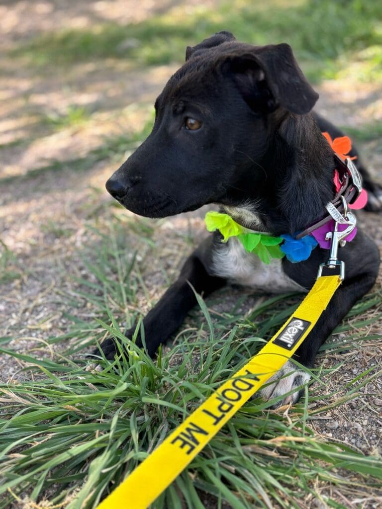 A black dog laying on the ground with a leash around its neck.