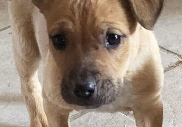 A brown puppy standing on the ground looking at something.