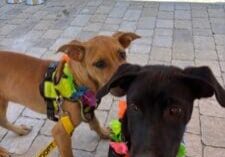 Two dogs are standing on a brick path.