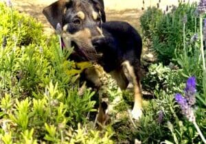 A dog is standing in the grass and flowers.