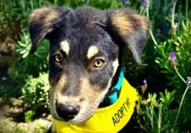A dog with a collar that says adopt on it.