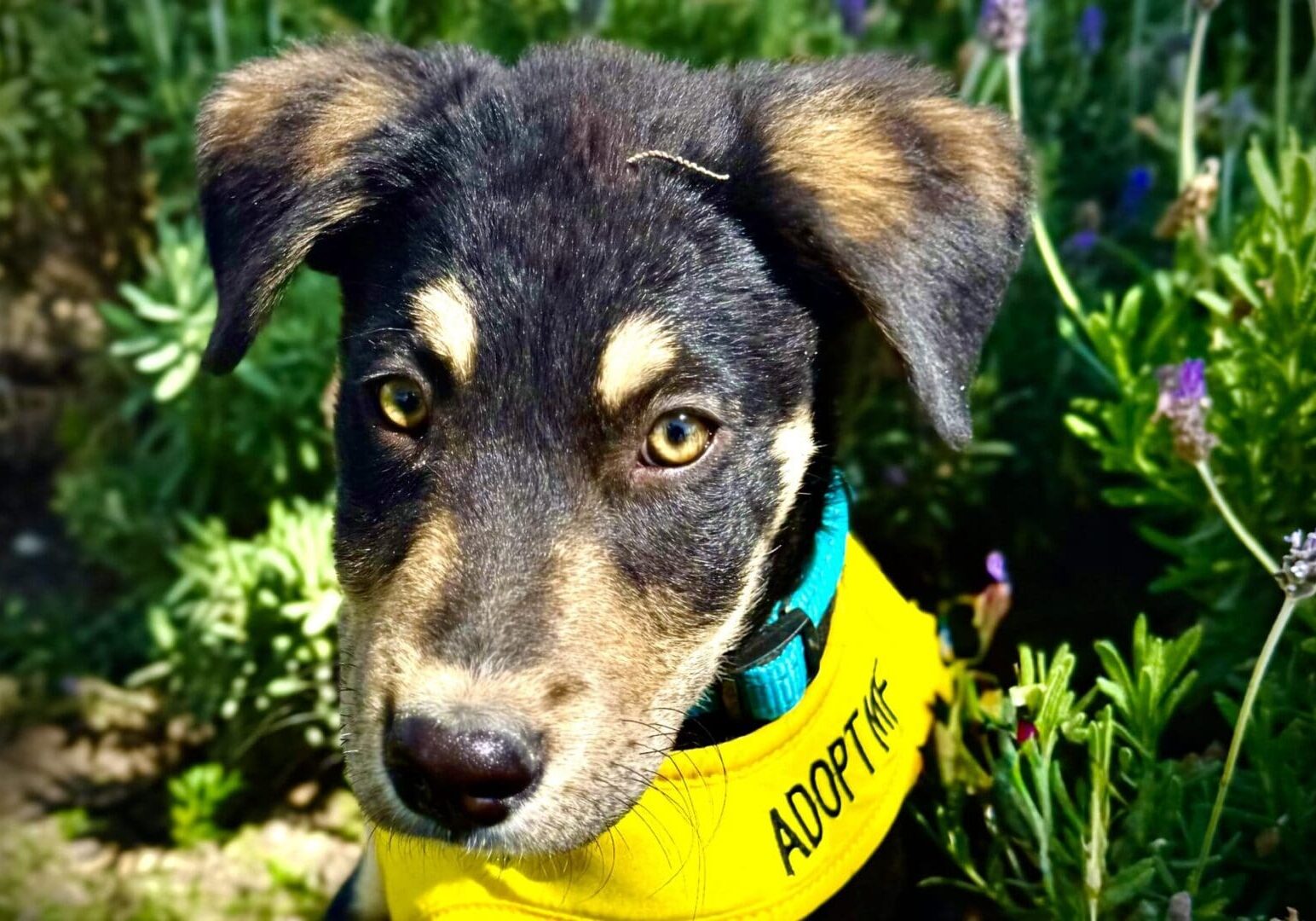 A dog with a collar that says adopt on it.